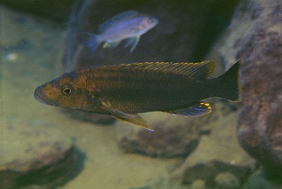 Melanochromis melanopterus 'Undu Reef'
